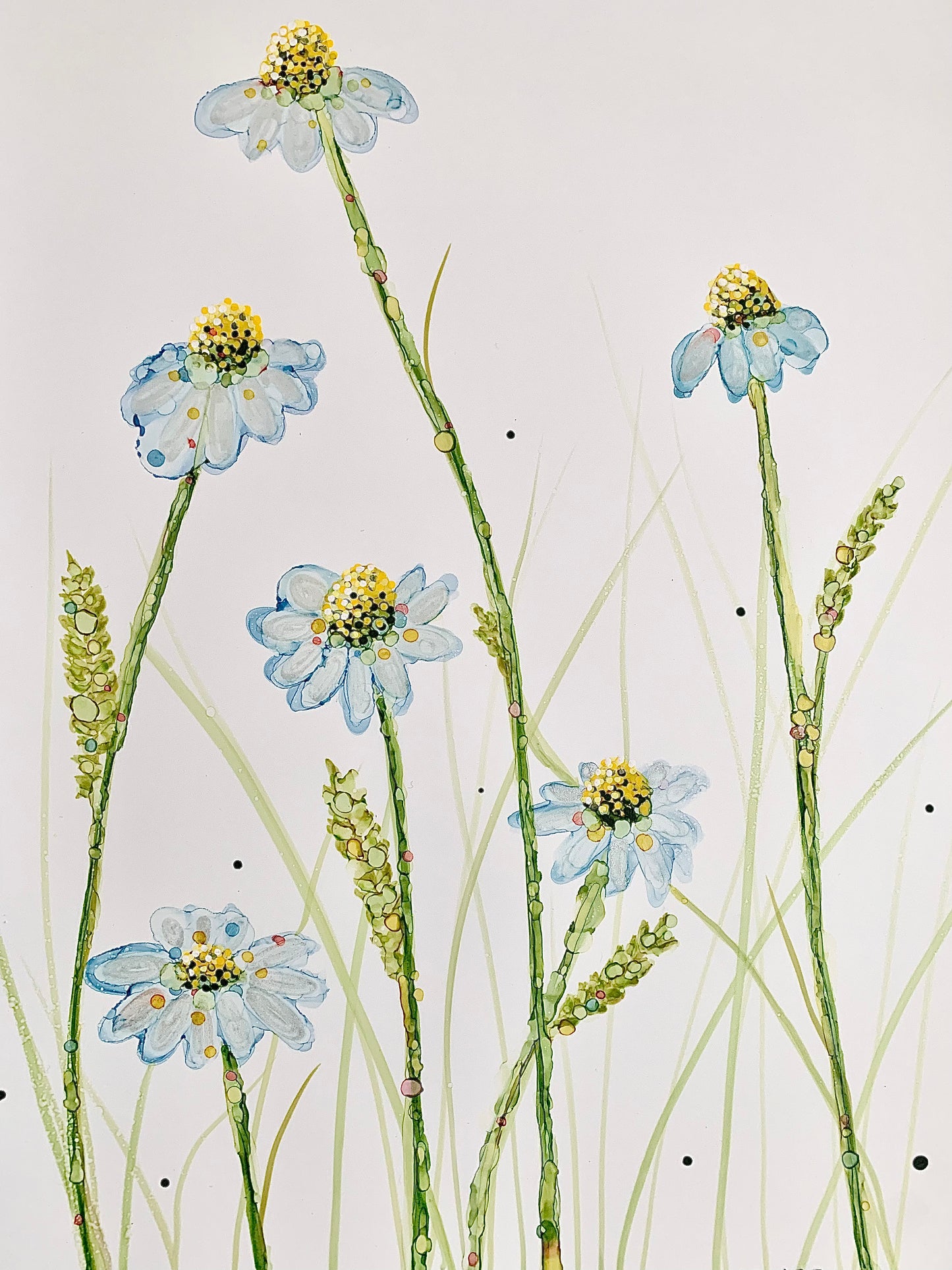 Chamomile