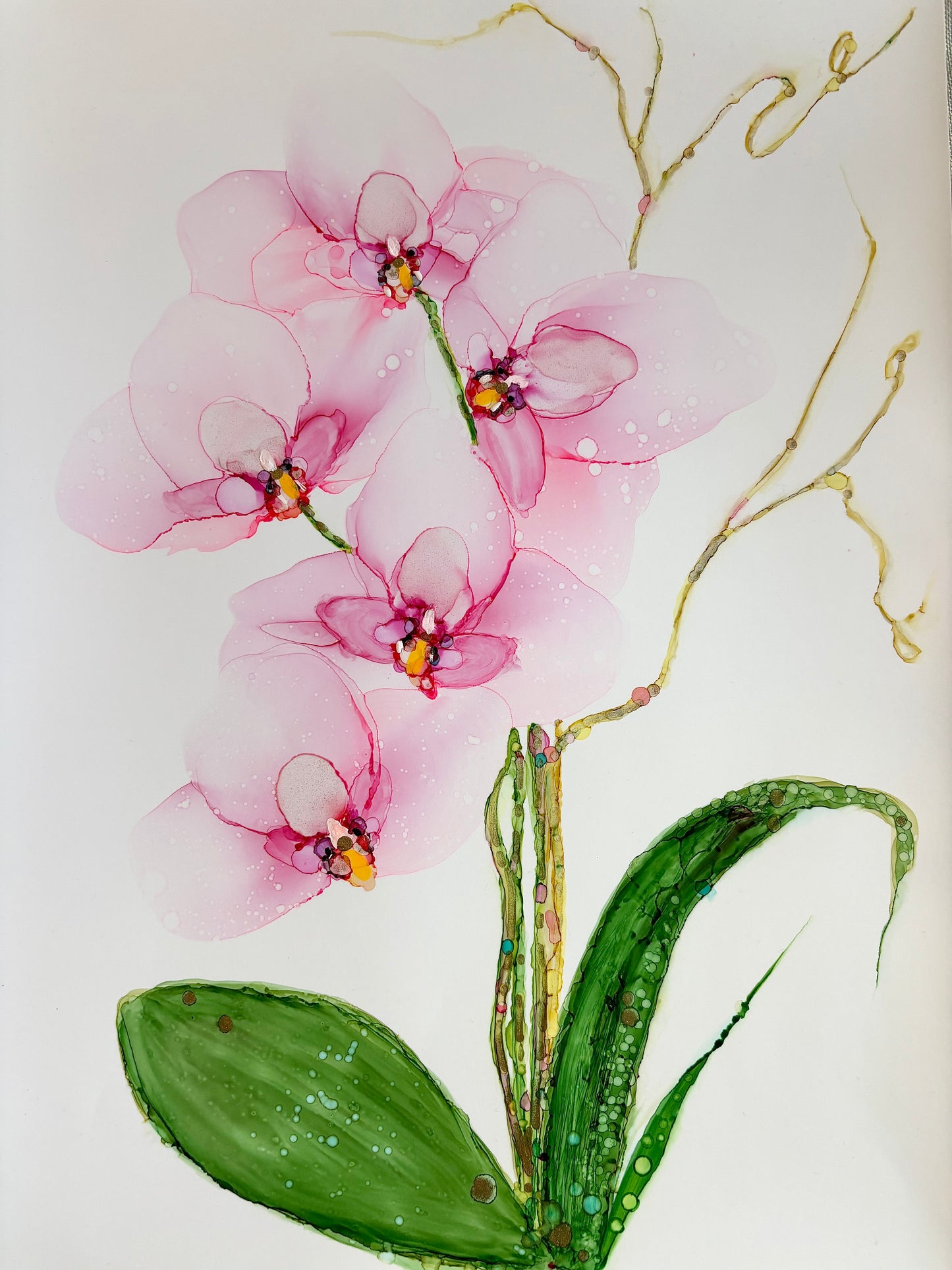 Pink orchid